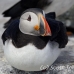 puffin_atlantic_msi_h_1249_can0869.jpg